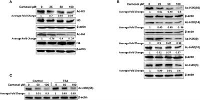 Carnosol Is a Novel Inhibitor of p300 Acetyltransferase in Breast Cancer